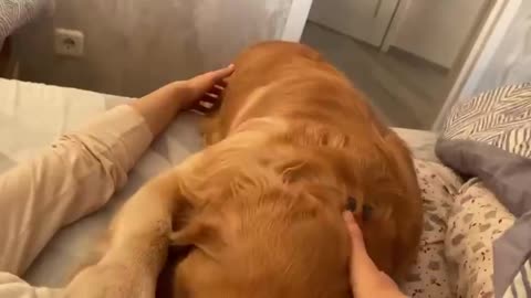 What's it like to wake up and see my golden retriever