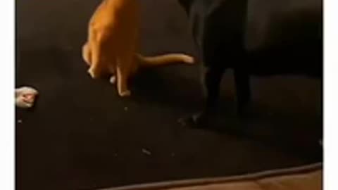 Cat VS Dog