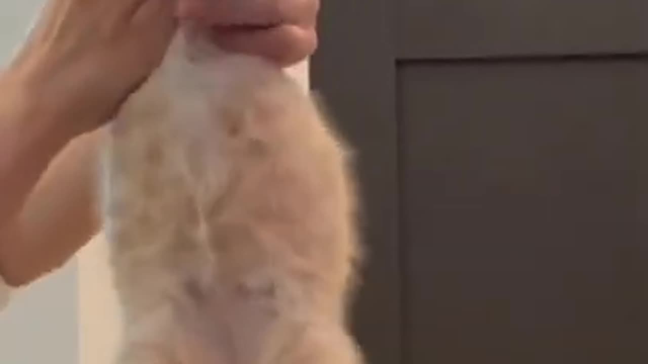 Funny Cat Video