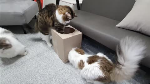 It's not the box I ordered Hooman🐱