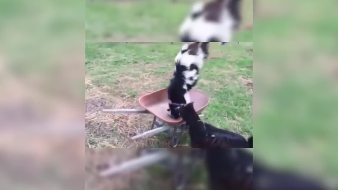 7 хвилин сміху