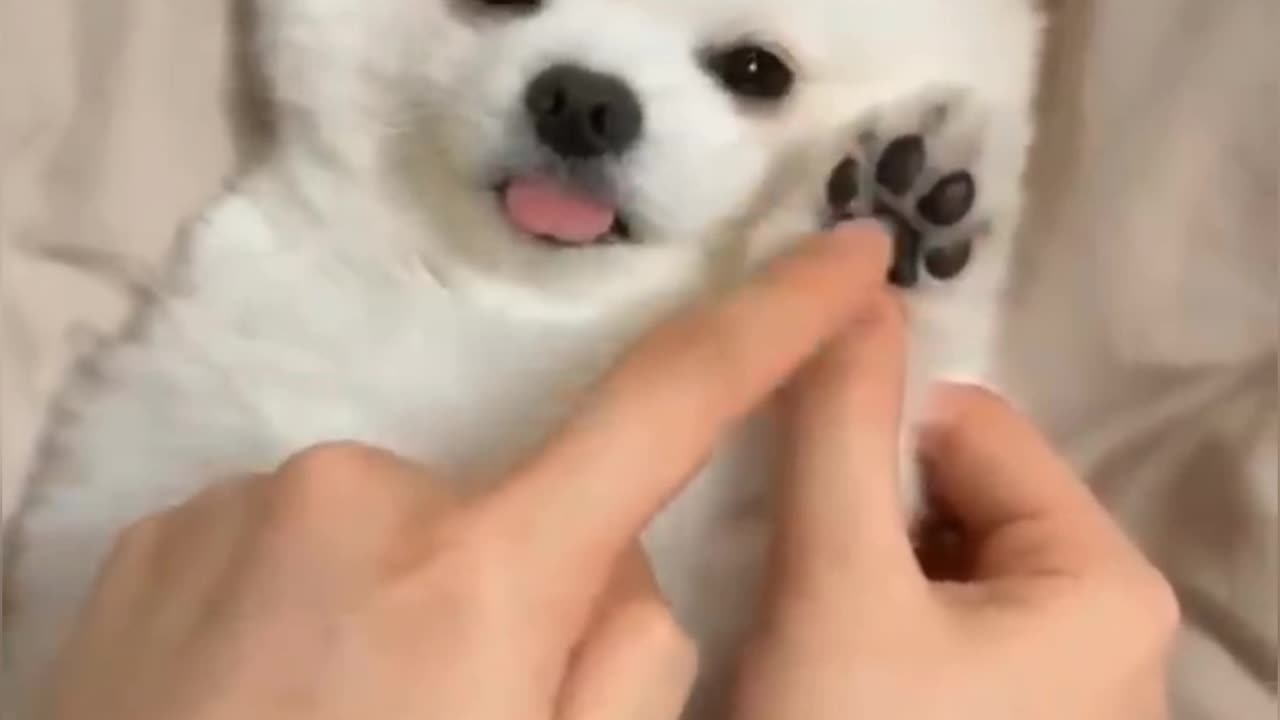 New Funny Videos 2023 😍 Cutest Cats and Dogs 🐱🐶 Part 5