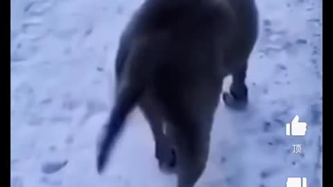 Funny and comedy 5