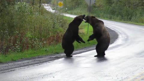 Epic Grizzly Bear Fight!