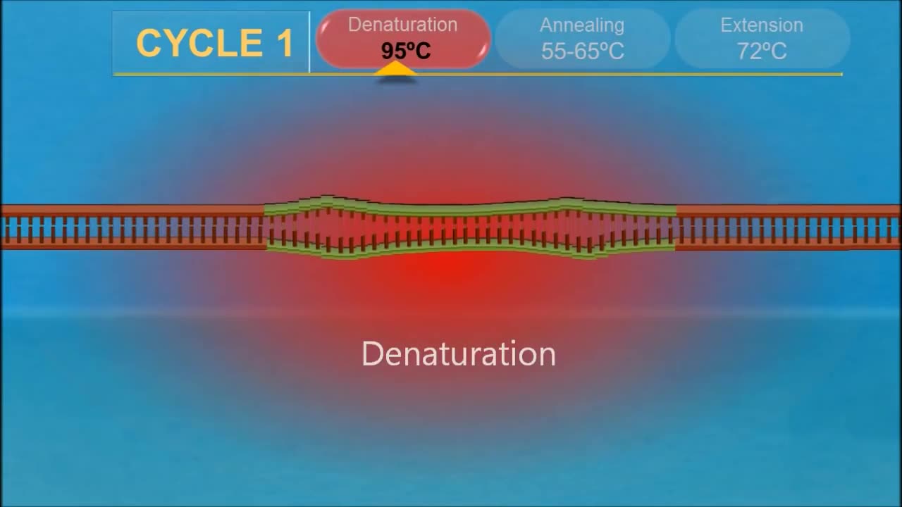 PCR - polymerase chain reaction