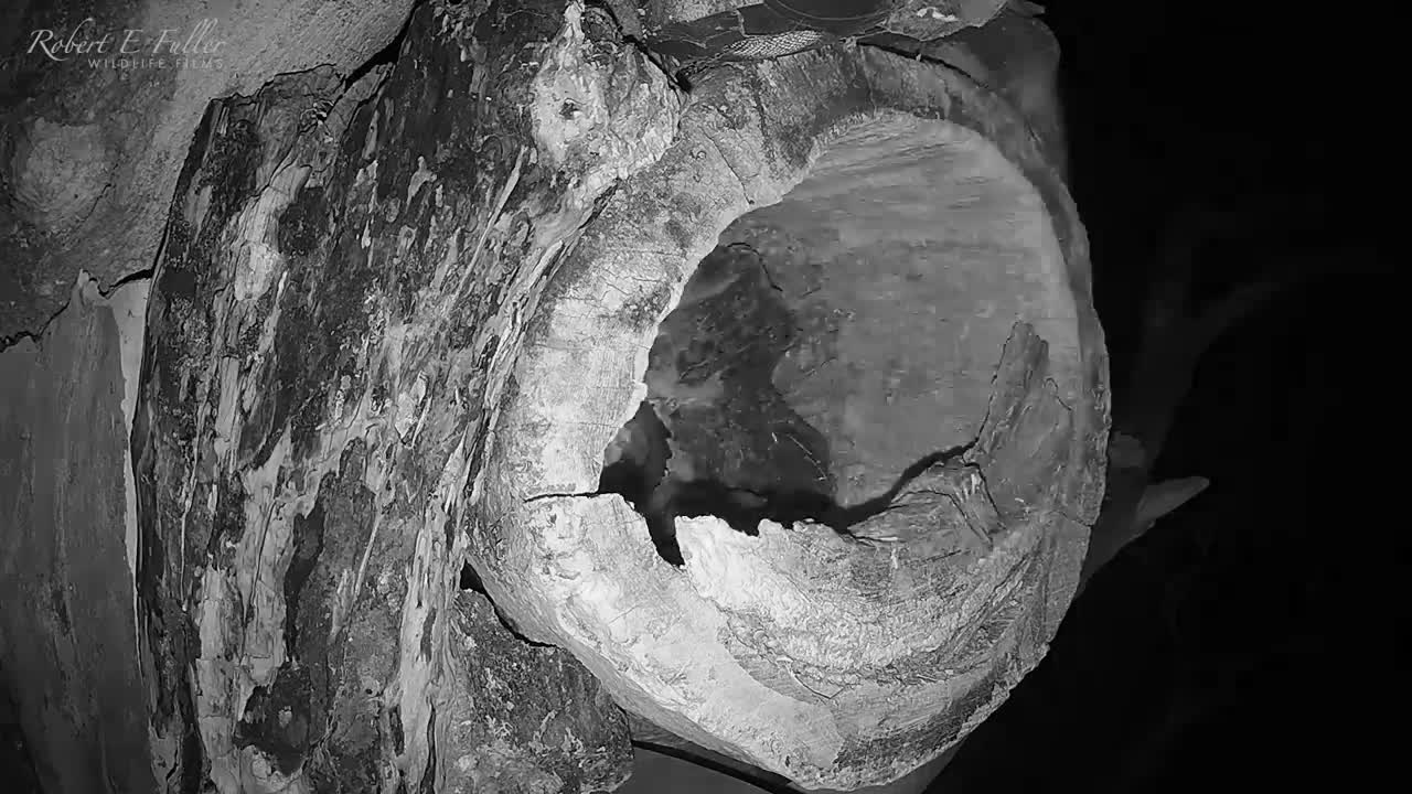 Tawny Owl Luna's Tragic Loss Has a Happy Ending🦉