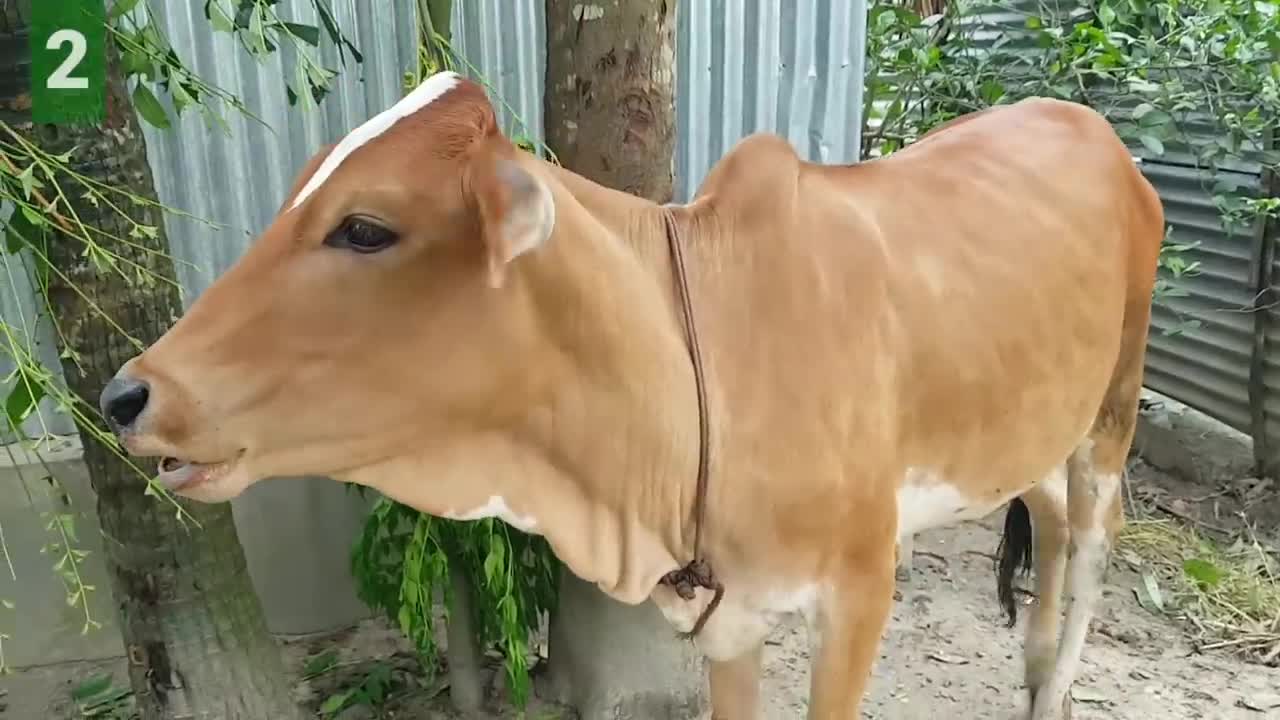 6 Cow Mooing - Whose Voice Is Good _ Every Cow Make Sounds Two Times _ Cow Voice Sounds PART 2