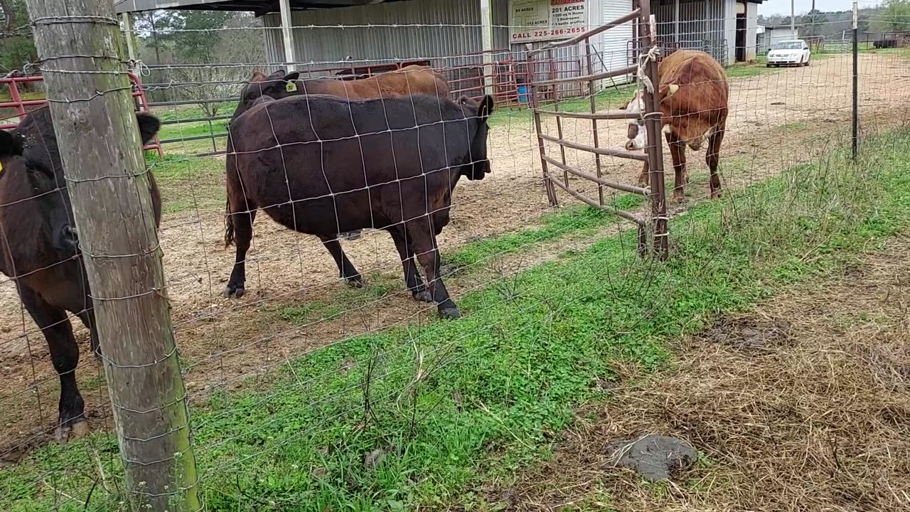 Democrat Cows