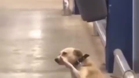 Perro que Saluda