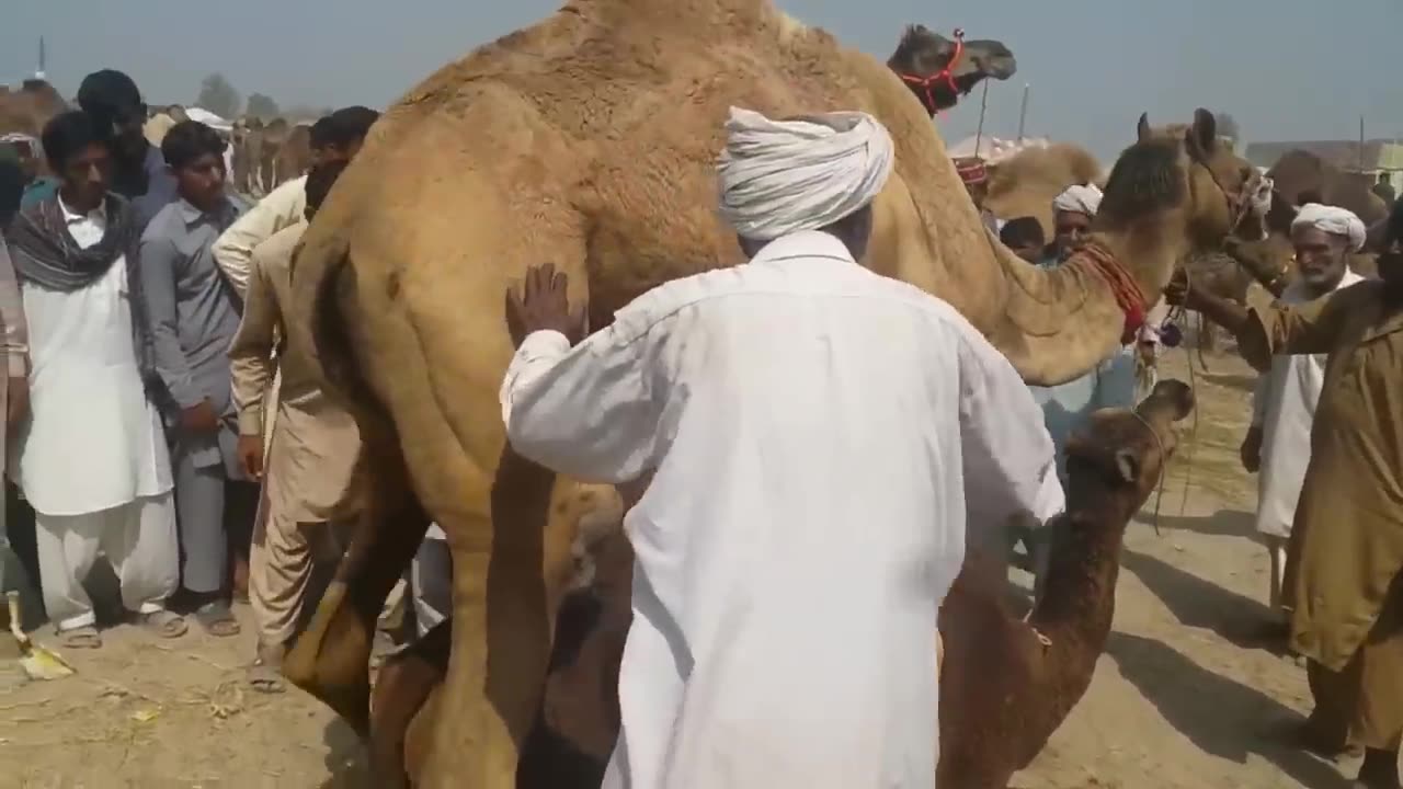 MALE FEMALE CAMEL MEETING || CAMEL DANCE || CAMEL BY CAMEL