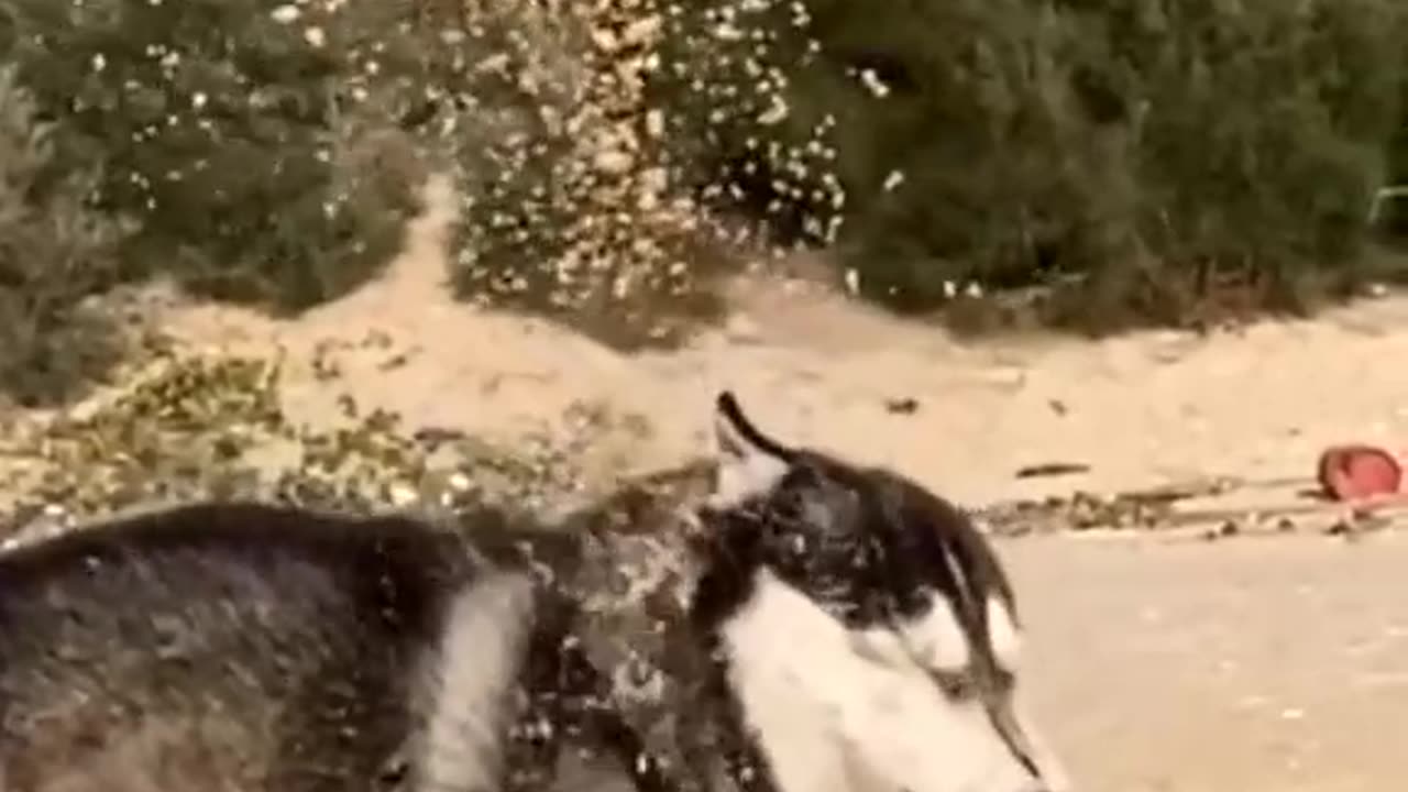 Funny Husky Daily