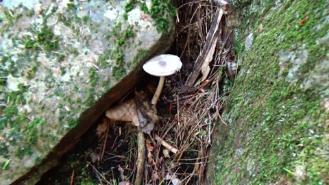 Mushroom