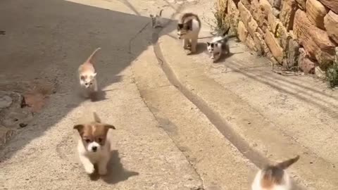 Cute chaos daily! 🐾😄 #Animals #pets #Funny #Reels #Shorts #Animalspoorly