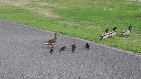 Our Baby Ducks