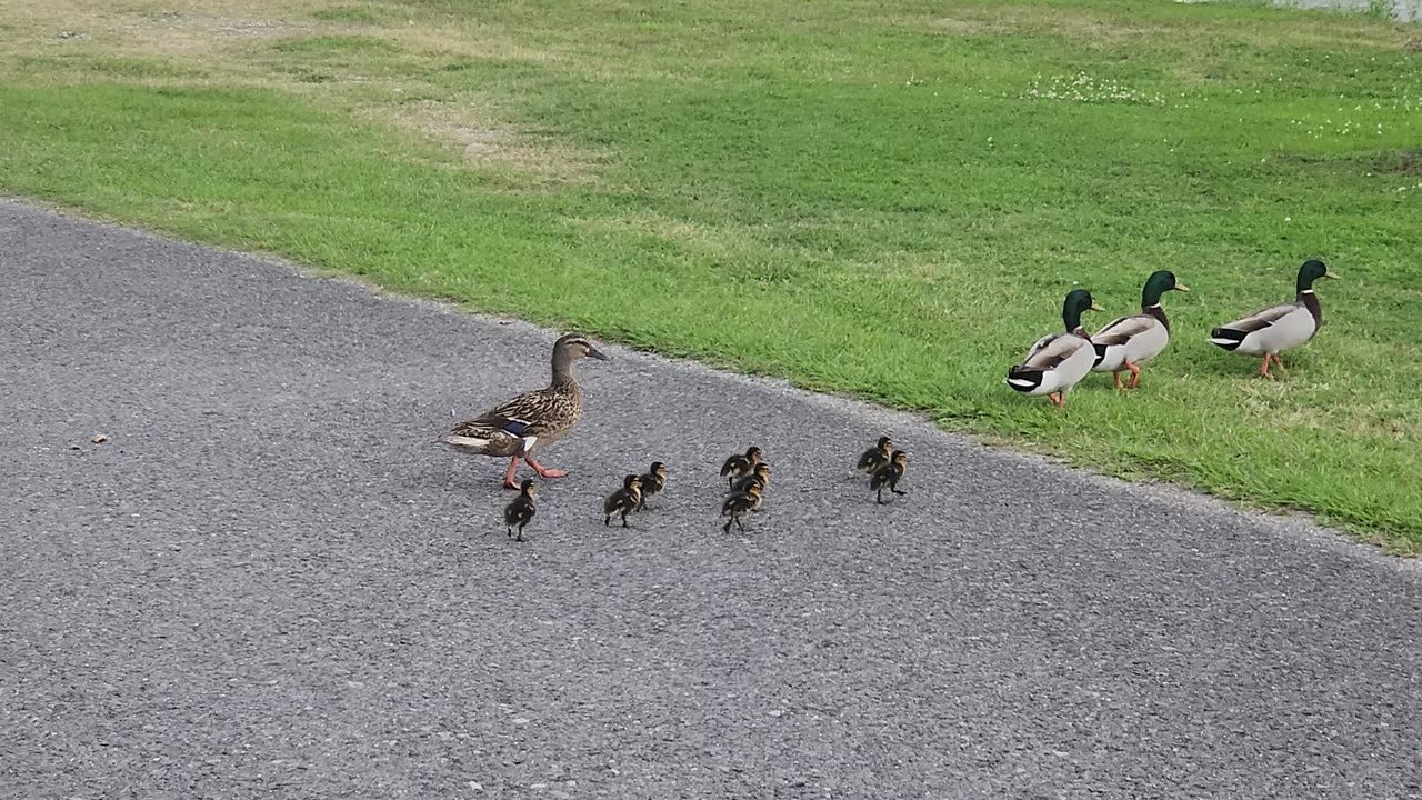 Our Baby Ducks