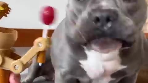 Funny Dog And animal