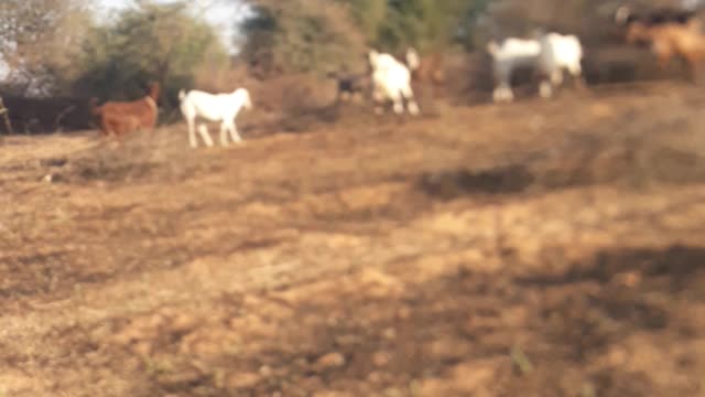 Goat Fighting On Rocks - wild animal -Goats Fighting