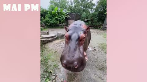 Funniest animal video