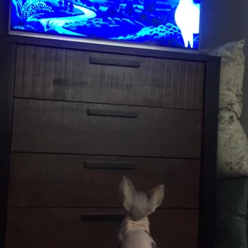 Gatita esfinge mira TV atentamente