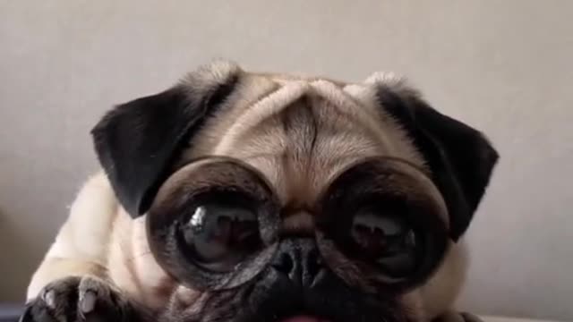 the dog⚫👅⚫✨