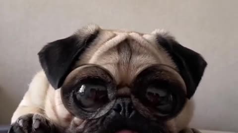 the dog⚫👅⚫✨