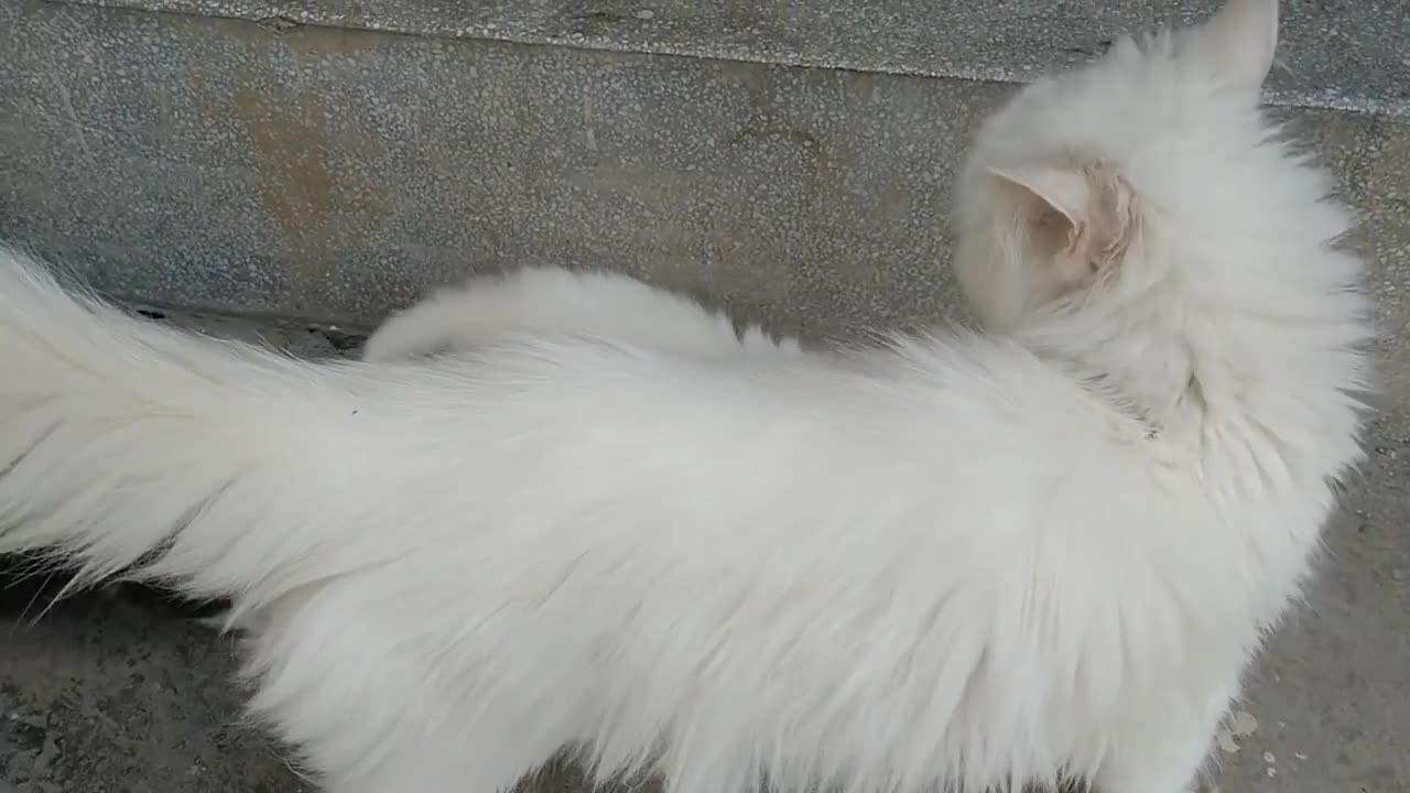 Mother_Cat_Walking_With_Her_Kittens_And_Hitting_Them_To_Go_Inside_|_White_Cat_Protecting_Her_Kittens