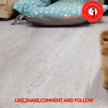 😹😻"Tiny Kitten's Adorable Meow"😻😹