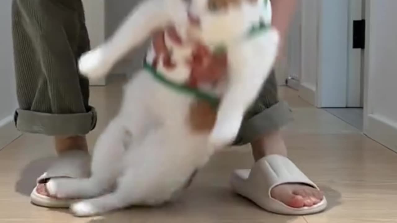 meow animals #meow #animals #cats #dogs #funnyvideo #fightcoronavirus #viral #reel #viralreelsfbpage #foryoupageシvir #trendingreelsvideo #foryou