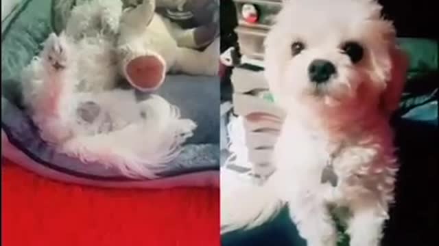 puppy Sleepy acting cute video on Tiktok