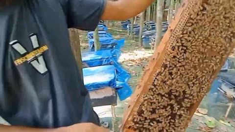 How to do bee farming, see all the details,