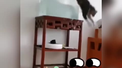 Funniest cat of 2023 | Try not to laugh 😃 | funny cat 🐈 and 🐕 #cat #dog