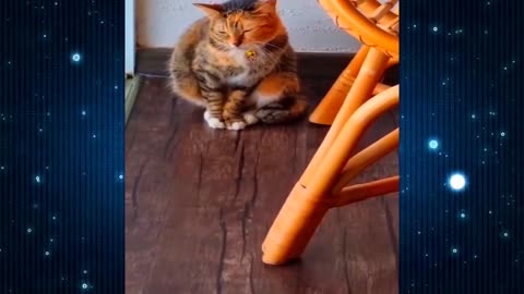 New Funny Videos 2024 😍 Funniest Cats & Dogs Videos🐶😹