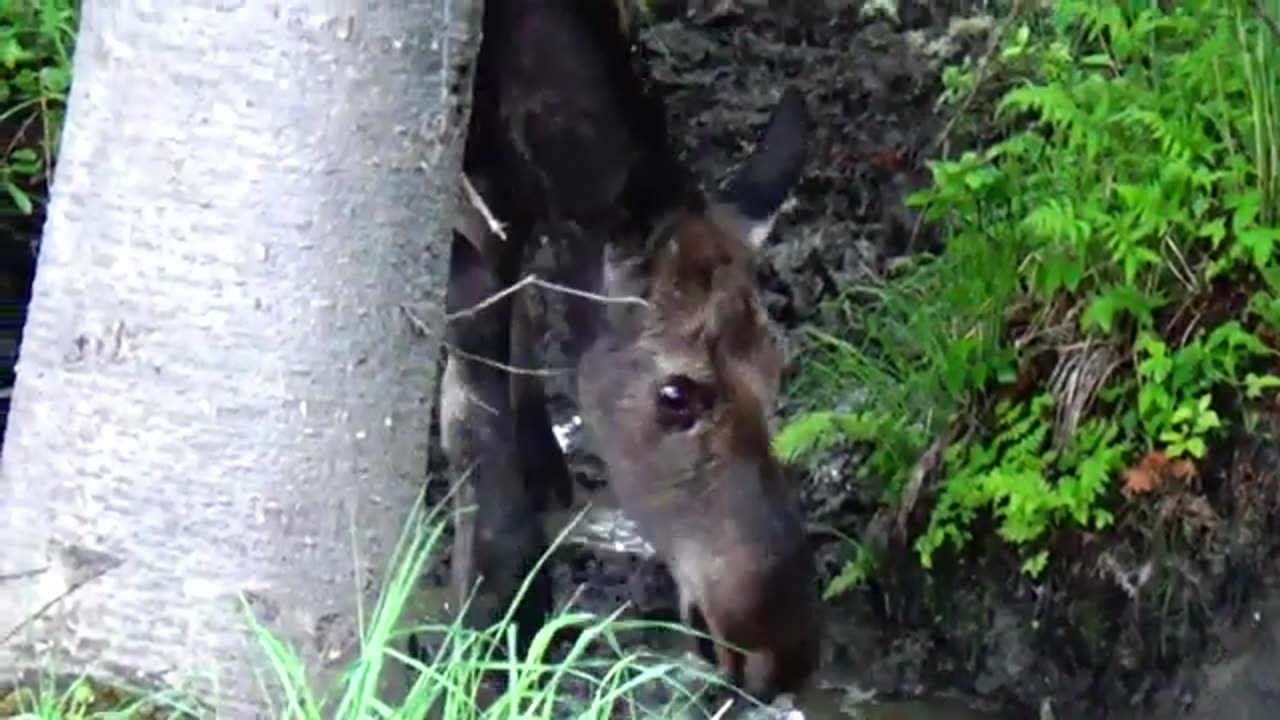 Mudhole Moose