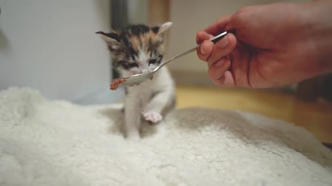 To Feed the Rescued Baby Kitten Directly to Get Acquainted