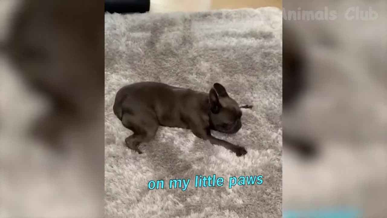 funny animals....cats and dogs