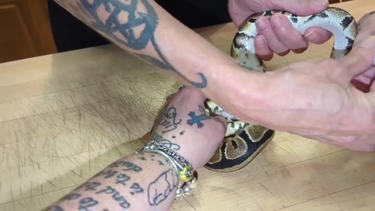 Giving Royal Ball Python an Injection Part 1