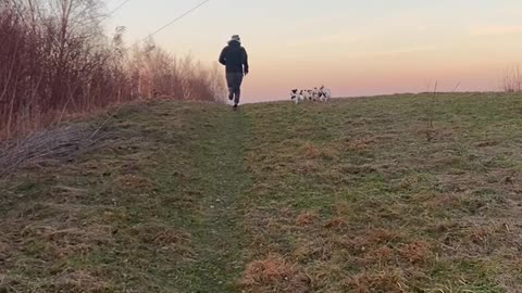 The Hills Are Alive With Puppies Sharing A Stick