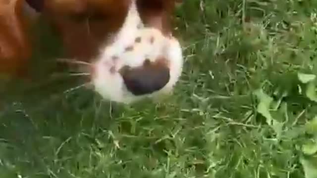 Little Boy Frees Pet Butterfly but he Instantly Gets Eaten by his Pet Dog