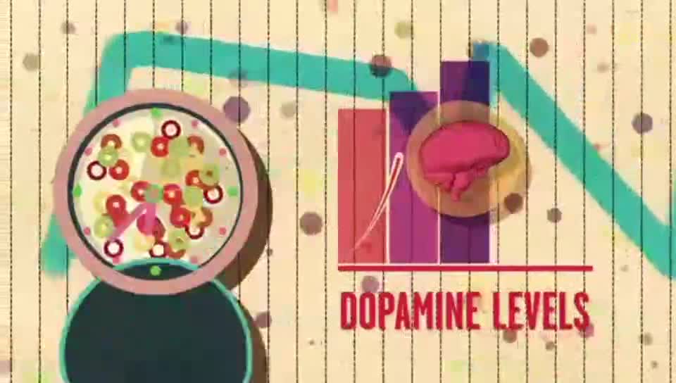 Humans become addicted to sugar because of the release of dopamine