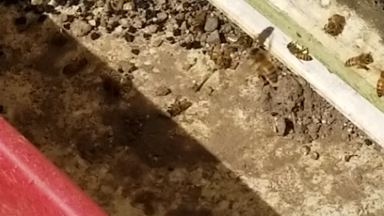 Bee Cleaning