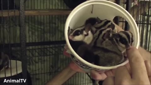 SUGAR GLIDERS Flying - Funny & Cute Compilation