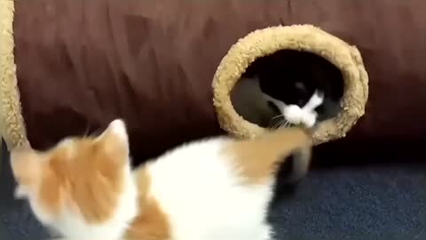 Funny & Cute Cat Compilation Video