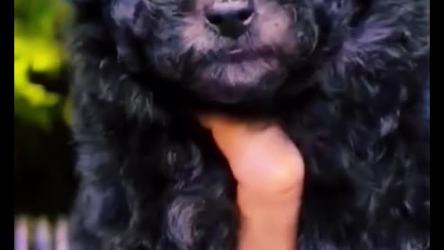 The dog is so small