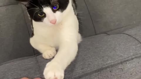 One of the many times my cats made me bleed lol