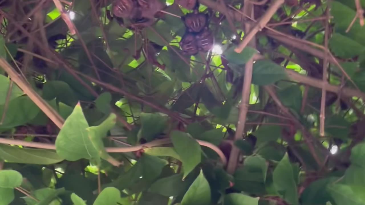 Colony of Bats Found Hiding in Tree