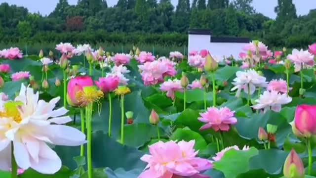#lotus #pink #green #thepond #beauty #sun #sky #foryou #tiktok #scenery
