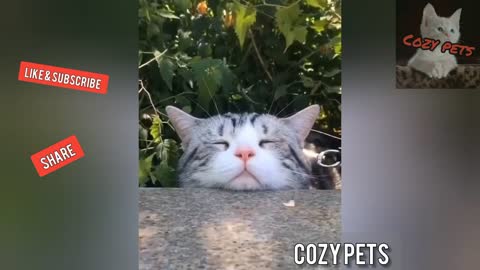 FUNNY ANIMAL PET VIDEO - Top best of funny animals 🐕 funny pet clips!🐈💖