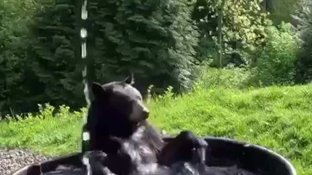 Bear Take Relaxing Bath Happy Good Vibes