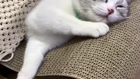 Lovely Baby Cat, Funny cats 😹 Cute and Funny Animals Compilation
