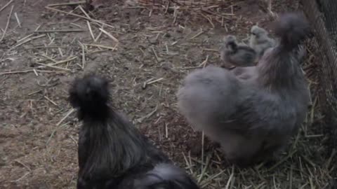 Black silkie chicks